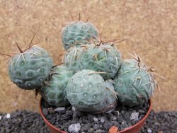Tephrocactus geometricus XXL pot 10 cm - 12397519