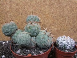 Tephrocactus geometricus XXL pot 10 cm - 12397520