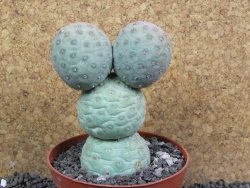 Tephrocactus geometricus XXL pot 10 cm V 10 cm