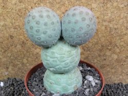 Tephrocactus geometricus XXL pot 10 cm V 10 cm - 12397522