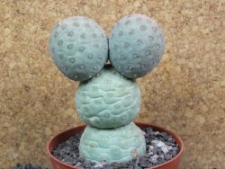 Tephrocactus geometricus XXL pot 10 cm V 10 cm - 12397523