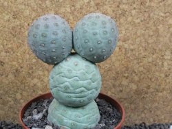 Tephrocactus geometricus XXL pot 10 cm V 10 cm - 12397524