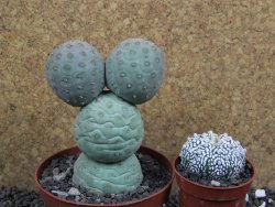 Tephrocactus geometricus XXL pot 10 cm V 10 cm - 12397525