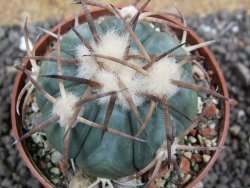 Echinocactus horizonthalonius Jacales, pot 6,5 cm - 12397562