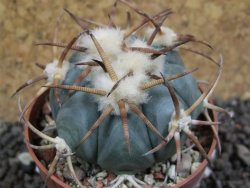 Echinocactus horizonthalonius Jacales, pot 6,5 cm - 12397568