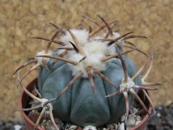 Echinocactus horizonthalonius Jacales, pot 6,5 cm - 12397569