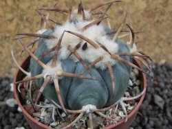 Echinocactus horizonthalonius Jacales, pot 6,5 cm