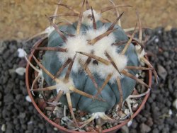 Echinocactus horizonthalonius Jacales, pot 6,5 cm - 12397571