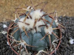Echinocactus horizonthalonius Jacales, pot 6,5 cm - 12397572