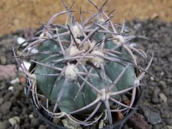 Echinocactus horizonthalonius El Oso pot 5,5 cm
