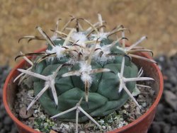 Coryphantha poselgeriana Escalon Chih. pot 5,5 cm