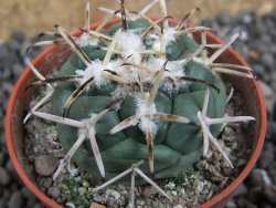 Coryphantha poselgeriana Escalon Chih. pot 5,5 cm - 12397726