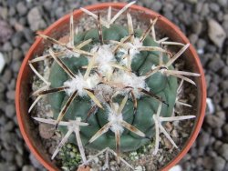 Coryphantha poselgeriana Escalon Chih. pot 5,5 cm - 12397727