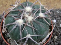 Echinocactus horizonthalonius Carazone d´Mol pot 6,5 cm - 12397737