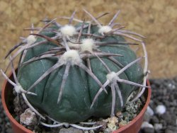 Echinocactus horizonthalonius Carazone d´Mol pot 6,5 cm - 12397739