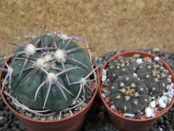 Echinocactus horizonthalonius Carazone d´Mol pot 6,5 cm - 12397742