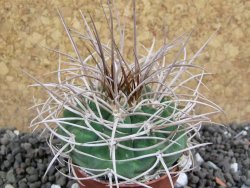 Gymnocalycium mazanense polycephalum, pot 5,5 cm