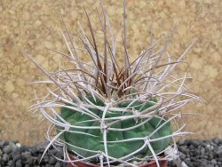 Gymnocalycium mazanense polycephalum, pot 5,5 cm - 12397750