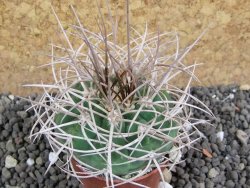 Gymnocalycium mazanense polycephalum, pot 5,5 cm - 12397751