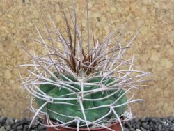 Gymnocalycium mazanense polycephalum, pot 5,5 cm - 12397752