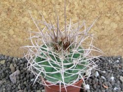 Gymnocalycium mazanense polycephalum, pot 5,5 cm - 12397753