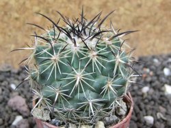 Coryphantha dificilis Cero Bola pot 5,5 cm - 12397757
