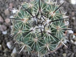 Coryphantha dificilis Cero Bola pot 5,5 cm - 12397759