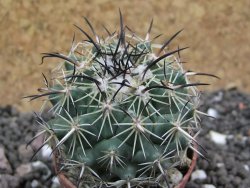 Coryphantha dificilis Cero Bola pot 5,5 cm - 12397760