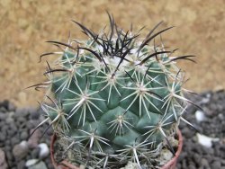 Coryphantha dificilis Cero Bola pot 5,5 cm - 12397761