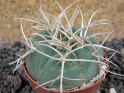 Gymnocalycium cardenasianum JO 193 pot 5,5 cm - 12397766