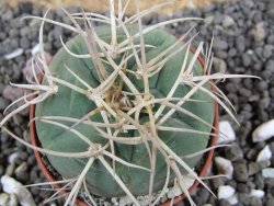 Gymnocalycium cardenasianum JO 193 pot 5,5 cm - 12397767