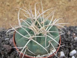 Gymnocalycium cardenasianum JO 193 pot 5,5 cm