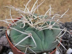 Gymnocalycium cardenasianum JO 193 pot 5,5 cm - 12397769