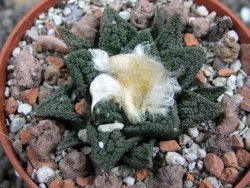 Ariocarpus fissuratus hintonii Matehuala, pot 6,5 cm