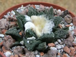 Ariocarpus fissuratus hintonii Matehuala, pot 6,5 cm - 12397778