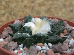 Ariocarpus fissuratus hintonii Matehuala, pot 6,5 cm - 12397779