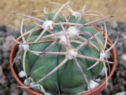 Echinocactus horizonthalonius Mineral d´Pozos, pot 5,5 cm - 12397788