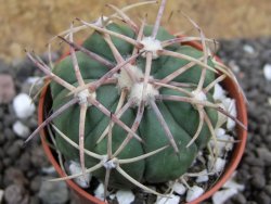 Echinocactus horizonthalonius Mineral d´Pozos, pot 5,5 cm