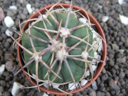 Echinocactus horizonthalonius Mineral d´Pozos, pot 5,5 cm - 12397790