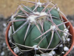 Echinocactus horizonthalonius Mineral d´Pozos, pot 5,5 cm - 12397792