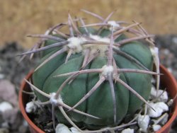 Echinocactus horizonthalonius Mineral d´Pozos, pot 5,5 cm - 12397793