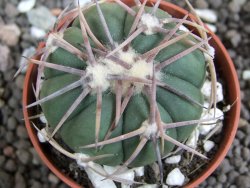 Echinocactus horizonthalonius Mineral d´Pozos, pot 5,5 cm - 12397794