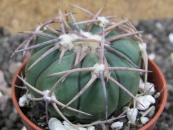 Echinocactus horizonthalonius Mineral d´Pozos, pot 5,5 cm - 12397795