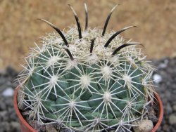 Coryphantha kracikii Diamante, Dur. pot 5,5 cm