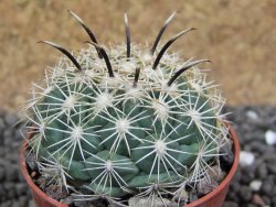 Coryphantha kracikii Diamante, Dur. pot 5,5 cm - 12397806