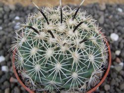 Coryphantha kracikii Diamante, Dur. pot 5,5 cm - 12397807