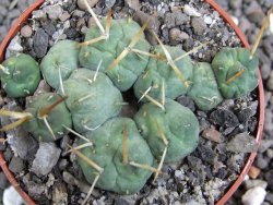 Tephrocactus rossianus, pot 6,5 cm