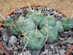 Tephrocactus rossianus, pot 6,5 cm - 12397809