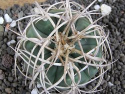 Gymnocalycium cardenasianum JO 604 pot 5,5 cm - 12397823