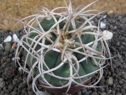 Gymnocalycium cardenasianum JO 604 pot 5,5 cm - 12397824